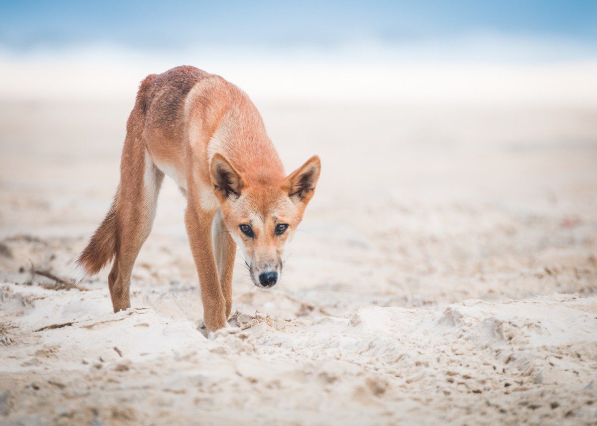 What to Pack for K'gari (Fraser Island)